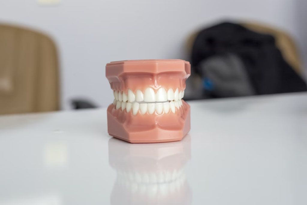 a dental model image place on the table